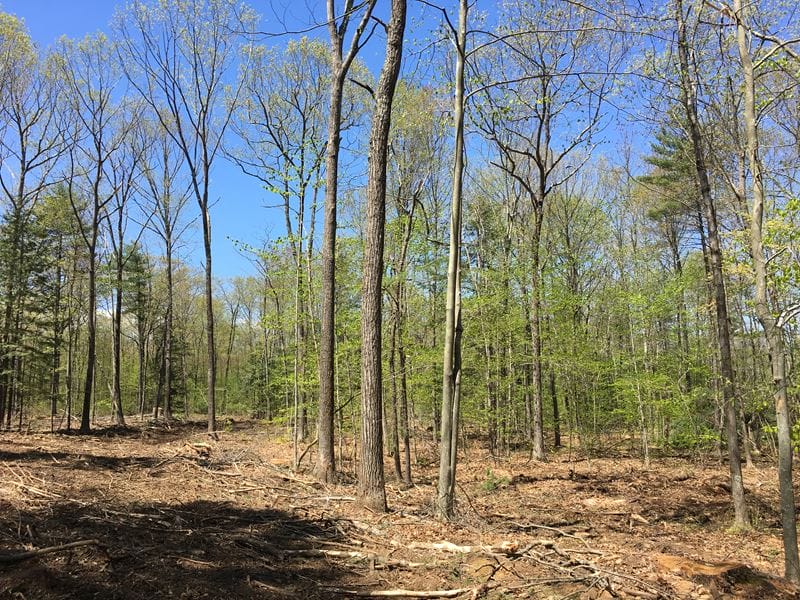 Pasture Cleaning & Timber Harvesting in Raymond, NH Thumbnail