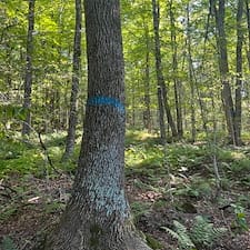 Timber Appraisal & Timber Harvesting in Gilsum, NH