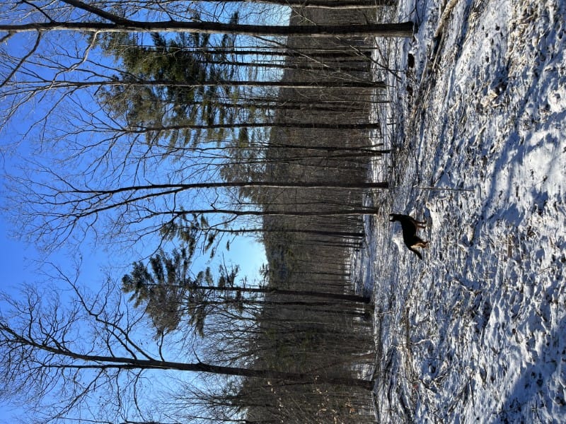 Timber Appraisal & Timber Harvesting in Lebanon, NH Thumbnail