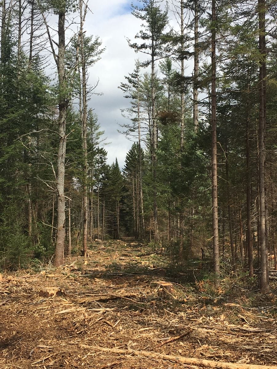 Timber Harvest in Lempster, NH Thumbnail