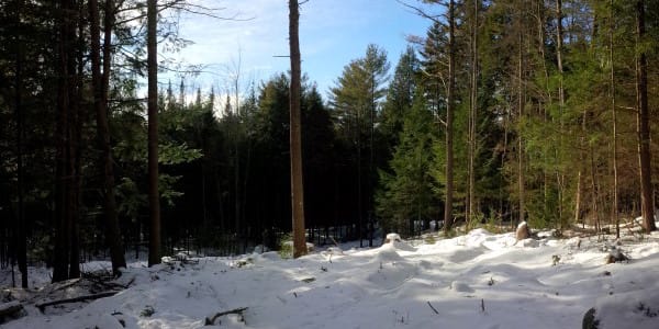 Timber Harvesting in Canaan, NH Thumbnail