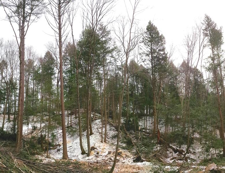 Timber Harvesting in Charlestown, NH Thumbnail