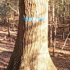 Timber-Harvesting-in-Chester-VT 0
