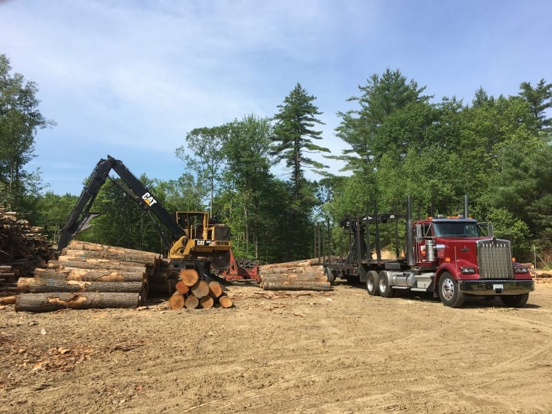 Timber Harvesting in Chichester, NH Thumbnail