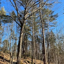 Timber-Harvesting-in-Hill-NH 1