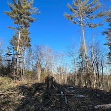 Timber-Harvesting-in-Hill-NH 2