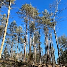 Timber-Harvesting-in-Hill-NH 4