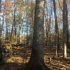 Timber-Harvesting-in-Moultonborough-NH 1