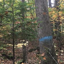 Timber-Harvesting-in-Moultonborough-NH 2