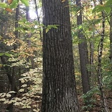 Timber-Harvesting-in-Moultonborough-NH 4