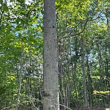 Timber-Harvesting-Boundary-Line-Project-in-Alexandria-NH 0