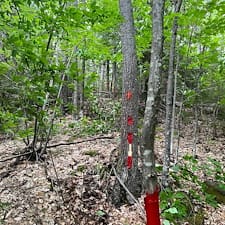 Timber-Harvesting-Boundary-Line-Project-in-Alexandria-NH 1