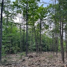 Timber Harvesting & Boundary Line Project in Alexandria, NH