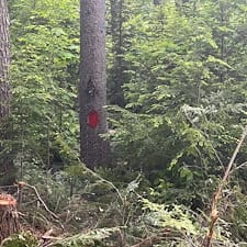 Timber-Harvesting-Boundary-Line-Project-in-Alexandria-NH 3