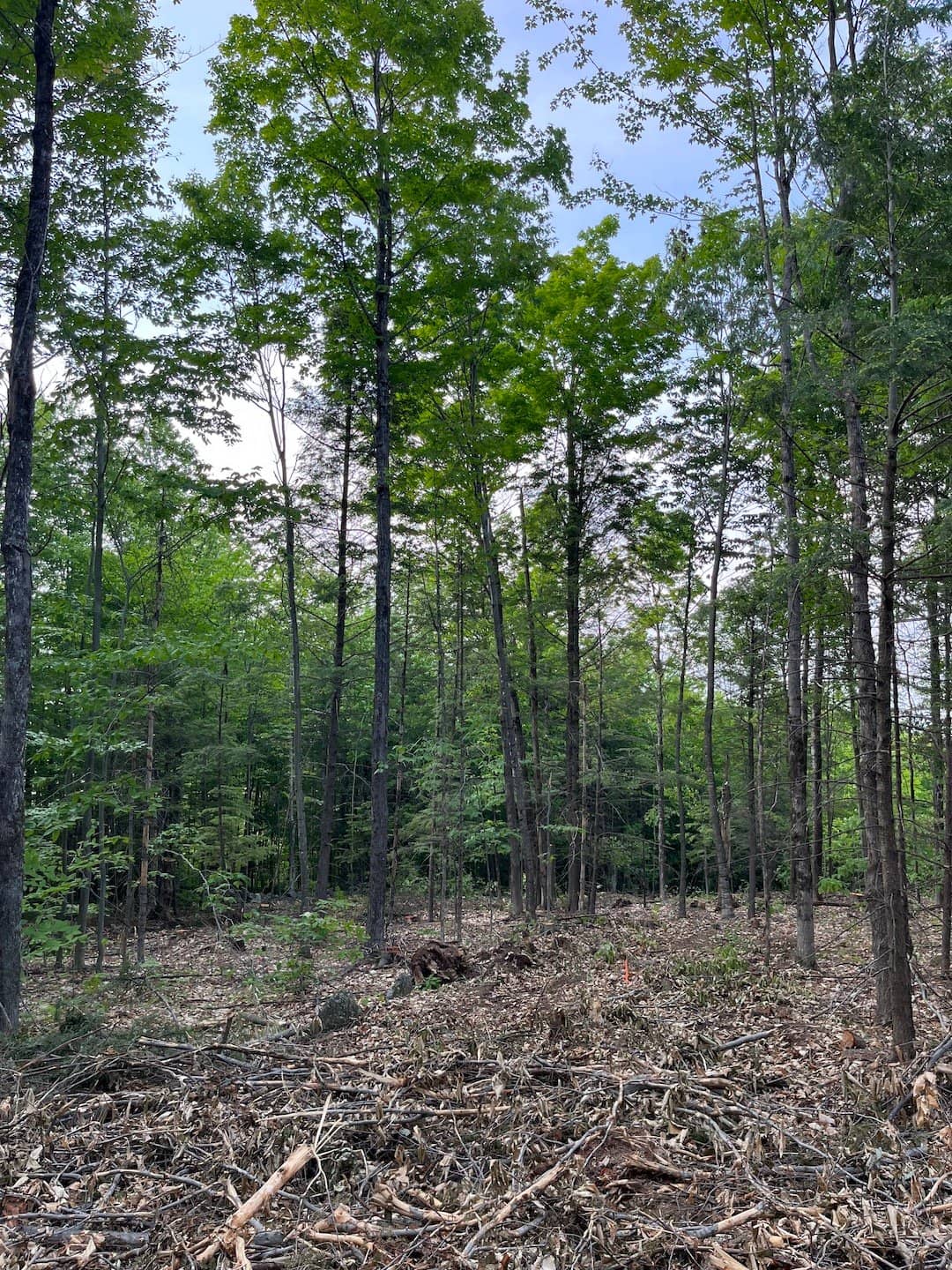 Timber Harvesting & Boundary Line Project in Alexandria, NH Thumbnail