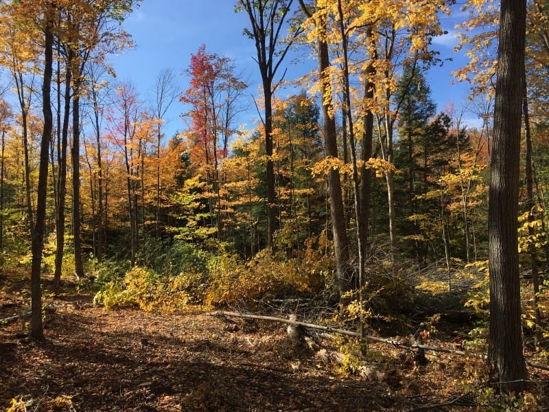 Timber Sale in Grafton, VT Thumbnail