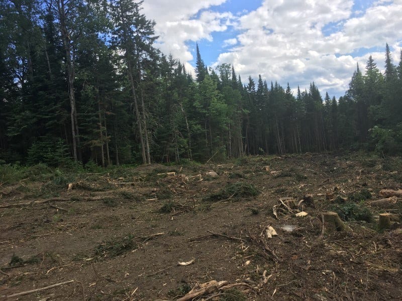 Wildlife Habitat Improvement in Stewartstown, NH Thumbnail