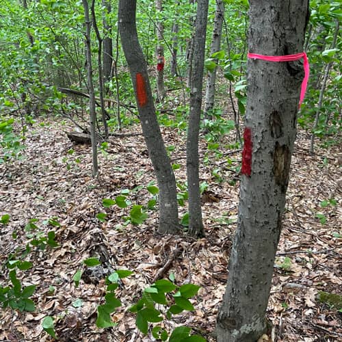 How Boundary Line Maintenance Can Save Concord Landowners Money Thumbnail