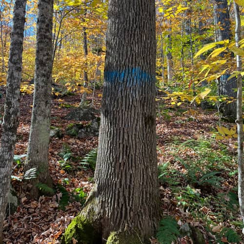 Stillwater Forestry LLC Services