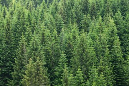 Annual Forest Security Inspections