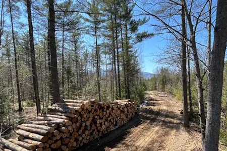 Timber Harvesting