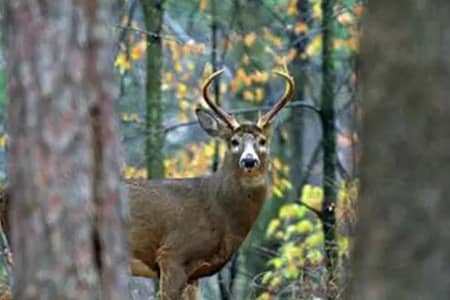 Wildlife Habitat Improvement